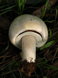 Agaricus arvensis image