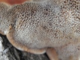 Inocutis dryophila image
