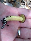 Leccinum rubropunctum image