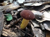 Leccinum rubropunctum image