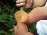Cookeina tricholoma image