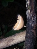 Cookeina tricholoma image
