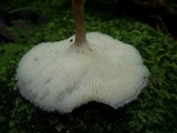 Polyporus tricholoma image