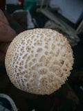 Amanita ravenelii image