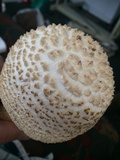 Amanita ravenelii image