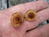 Crinipellis zonata image