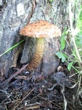 Hemistropharia albocrenulata image