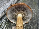 Hemistropharia albocrenulata image