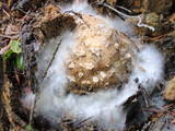 Syzygites megalocarpus image