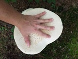 Amanita daucipes image