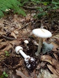 Amanita virosa image