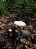 Amanita virosa image