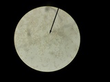 Amanita brunnescens image
