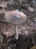 Amanita rhacopus image