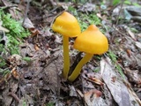Humidicutis marginata var. concolor image
