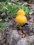 Humidicutis marginata var. concolor image