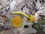 Humidicutis marginata image