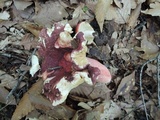 Russula vinosobrunnea image