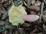 Russula vinosobrunnea image