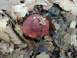 Russula vinosobrunnea image