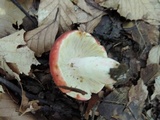 Russula vinosobrunnea image