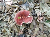 Russula vinosobrunnea image