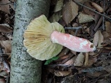 Russula vinosobrunnea image
