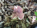 Russula vinosobrunnea image