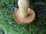 Suillus subaureus image