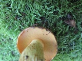 Suillus subaureus image