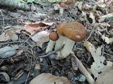 Leccinellum quercophilum image