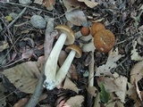 Leccinellum quercophilum image
