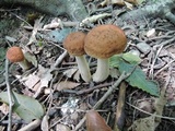 Leccinellum quercophilum image
