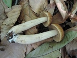 Leccinellum quercophilum image