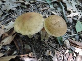 Leccinellum quercophilum image