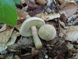 Caloboletus inedulis image