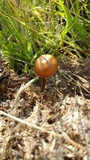 Psilocybe coprophila image