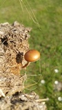 Psilocybe coprophila image