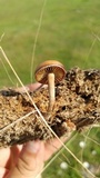 Psilocybe coprophila image