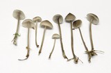 Mycena clavicularis image