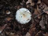 Lactarius deceptivus image