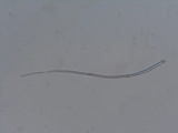 Glyphium elatum image