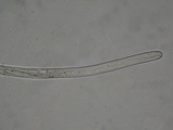 Glyphium elatum image
