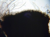 Glyphium elatum image