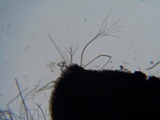 Glyphium elatum image