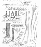 Glyphium elatum image