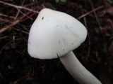 Amanita sect. Vaginatae image