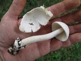 Amanita sect. Vaginatae image