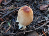 Lepiota magnispora image