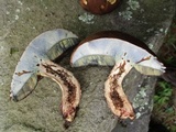 Boletus vermiculosus image
